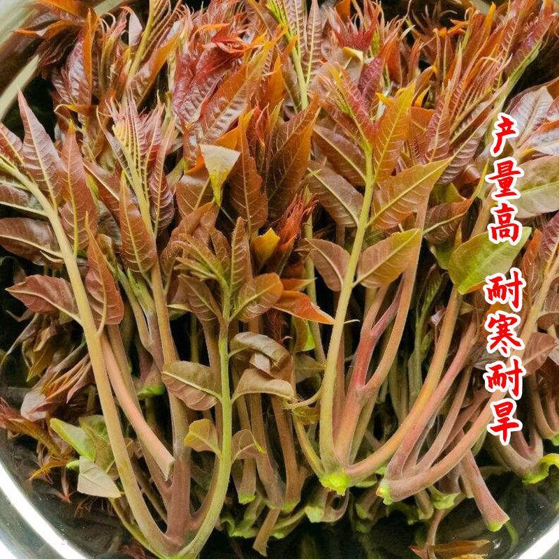 红油香椿种子苗四季盆栽树苗种籽孑芽苗菜香春树苗庭院春季苗树籽