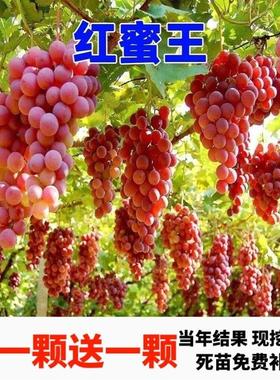 红蜜爬藤王葡萄树苗长藤大粒无核葡萄树滕王葡萄树庭院无籽晴王