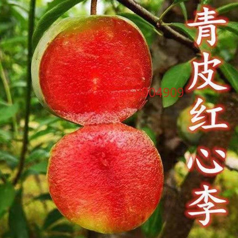 正宗青皮红心李树苗嫁接李子果树苗南北方庭院种植盆地栽当年结果