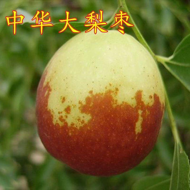中华大梨枣 嫁接枣树苗 大果梨型枣子苗当年结果南方北方种植果树