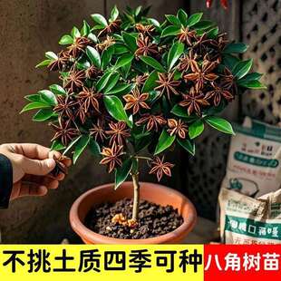 八角树苗四季种植南北方种植矮化高产食用大茴香食用大料盆栽地载