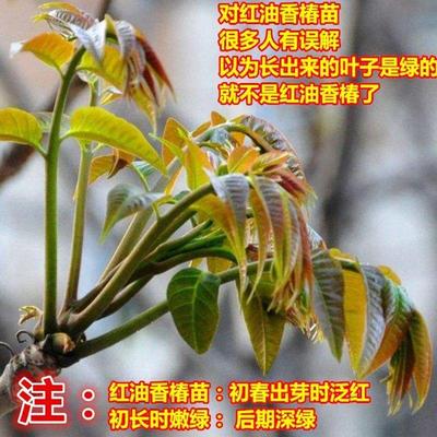 红油香椿树苗新鲜正宗香椿芽南方北方种植地栽盆栽可食用香椿苗树