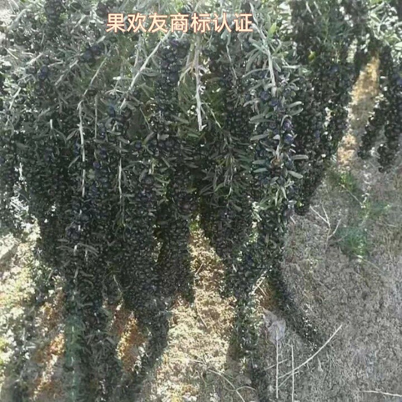 新品宁夏枸子树苗大果枸杞适应南北室内室外种植优质盆栽