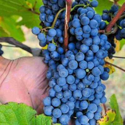 贝达山葡萄苗葡萄树苗苗盆栽葡萄苗东北耐寒葡萄南北种植