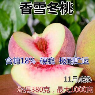 桃树果苗新品 香雪冬桃嫁接桃树苗结果晚熟冬桃苗特大南北种植 种