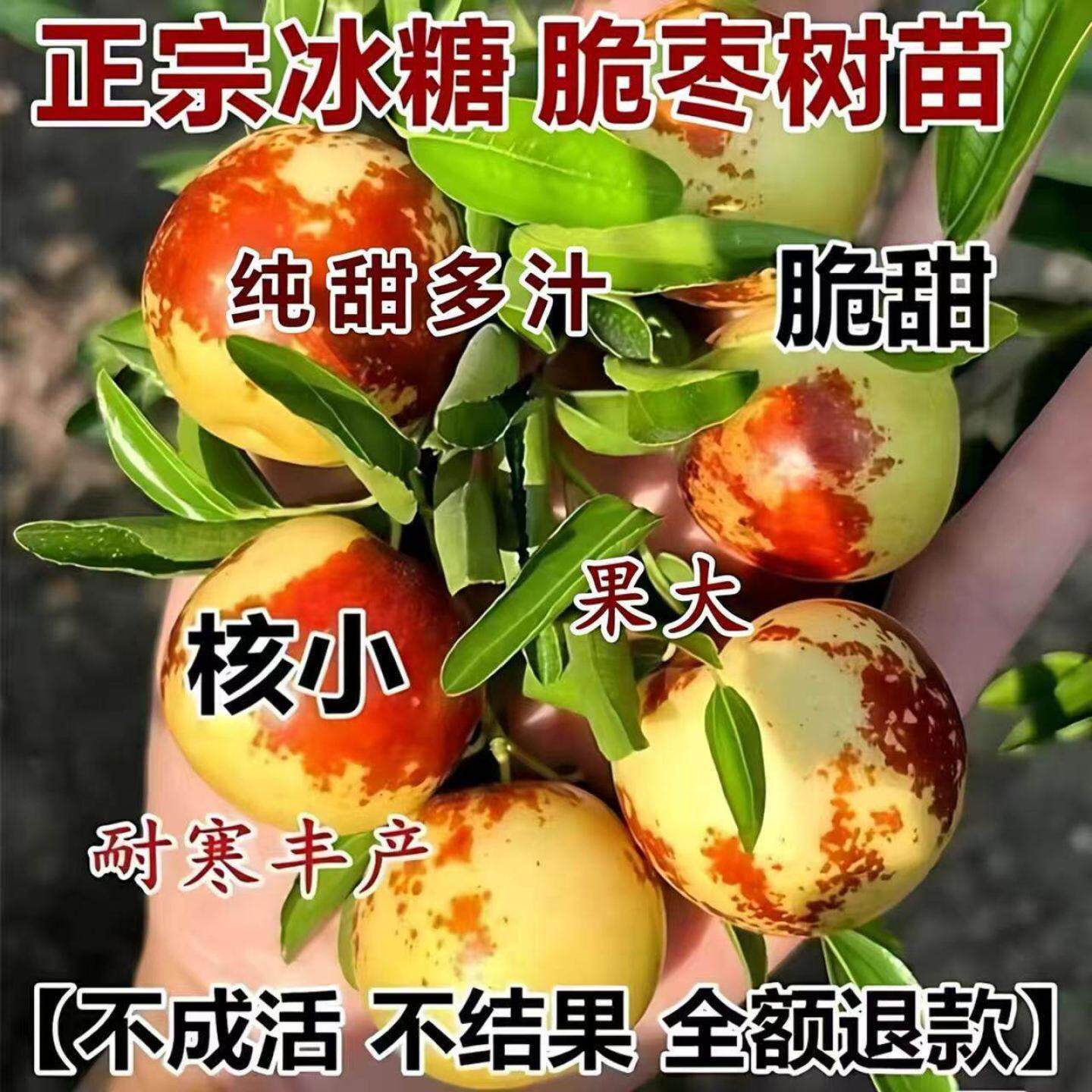 冬枣树苗超甜冰糖大枣苗嫁接南北方种地栽盆栽果树苗当年枣子苗