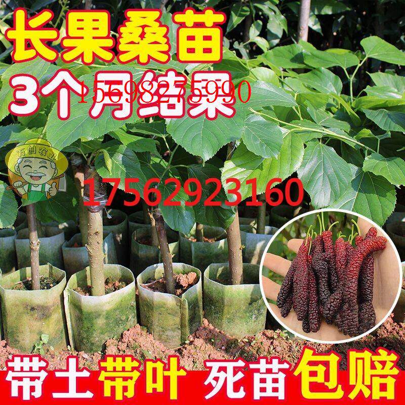 桑葚苗桑椹苗无籽大果桑长桑果苗嫁接苗树苗南北方种盆栽当年结果