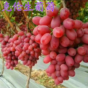 克伦生葡萄苗无籽无核树苗红提克瑞森葡萄树苗晚熟南北方果苗