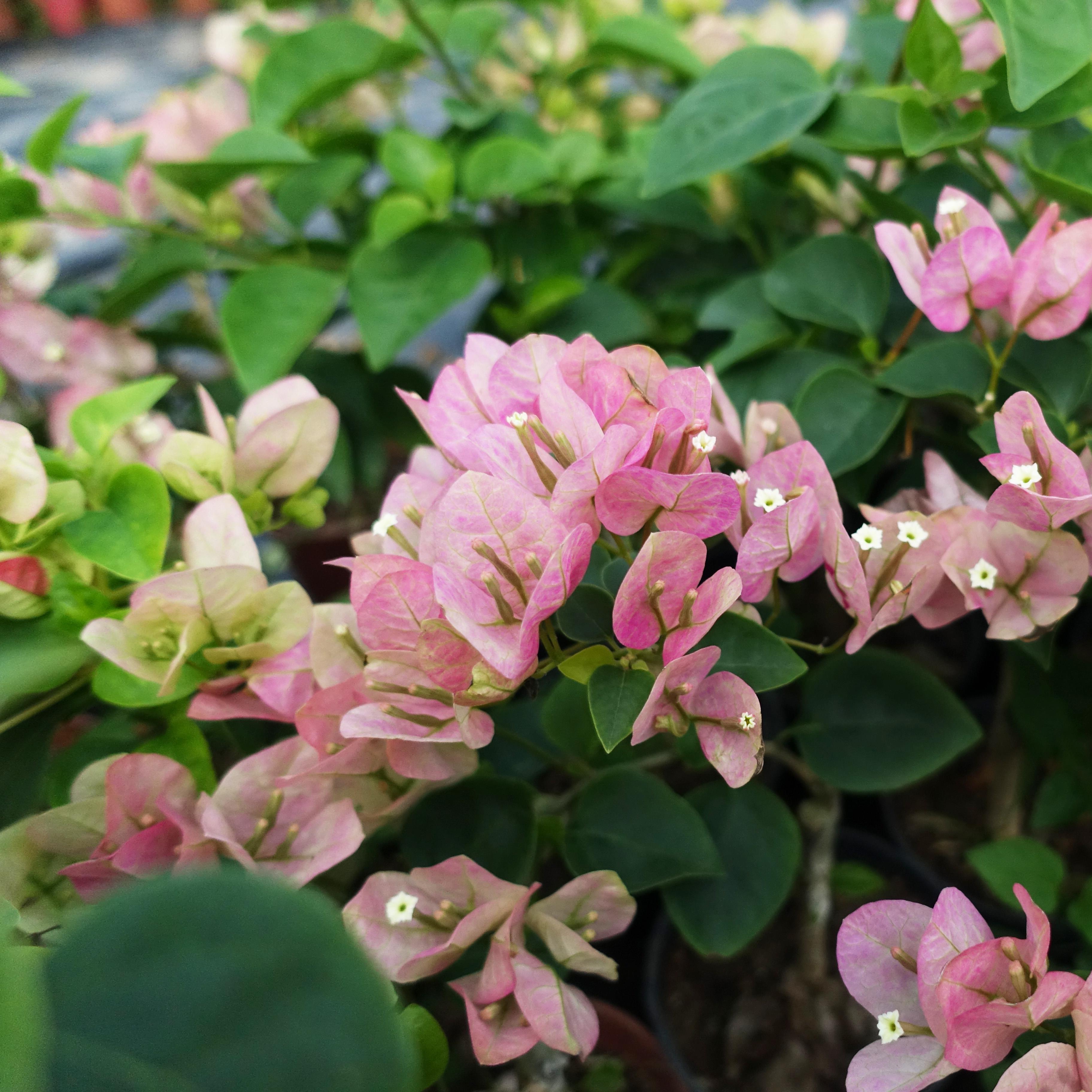 三角梅 绿叶五宝扦插苗 盆栽绿植庭院阳台开花植物