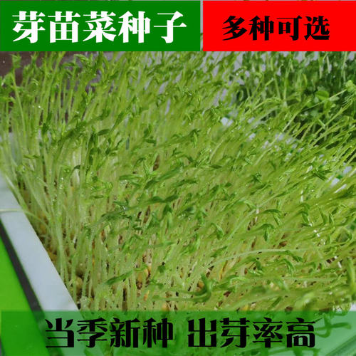 无土栽培蔬菜水培植物豌豆种子黄豆绿豆芽纸上阳台种菜芽苗菜种子