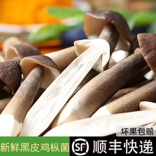 【顺丰包邮】新鲜黑皮鸡枞菌鸡枞菇荔枝菌鸡棕菇长根蘑菇食用菌菇