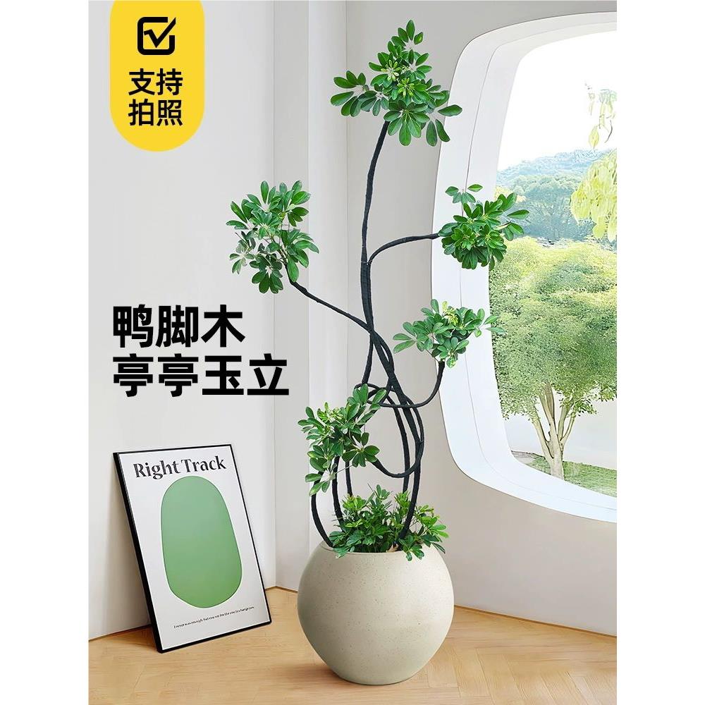 北京同城鸭脚木客厅大盆栽室内造型吸甲醛网红绿植物好养八方来财