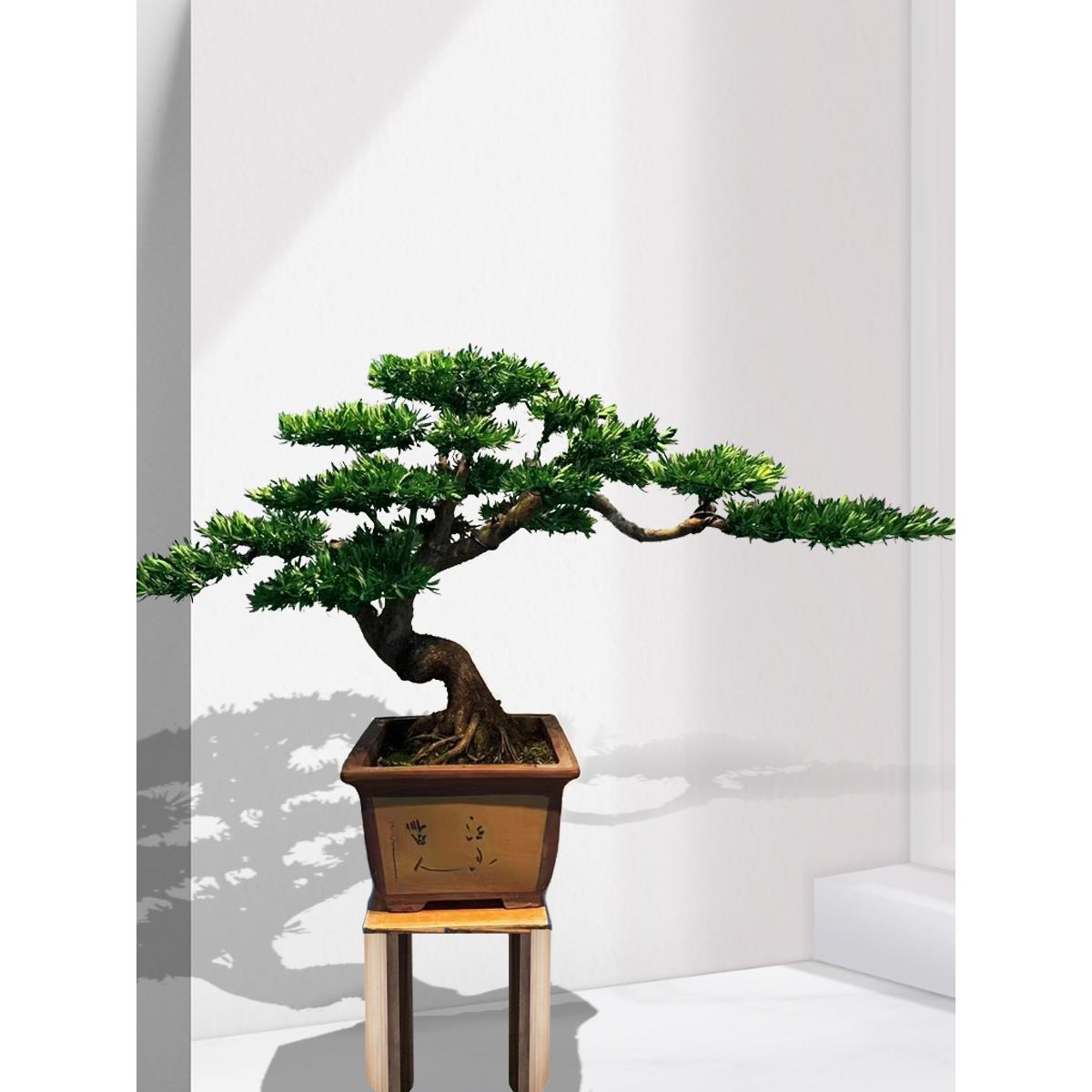 高端罗汉松盆景真树海岛菊花心台湾金钻迎客松造型树老桩大型庭院