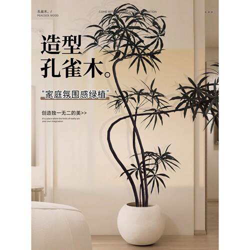 孔雀木客厅绿植室内高级感大型盆栽落地盆景阳台观叶植物四季好养