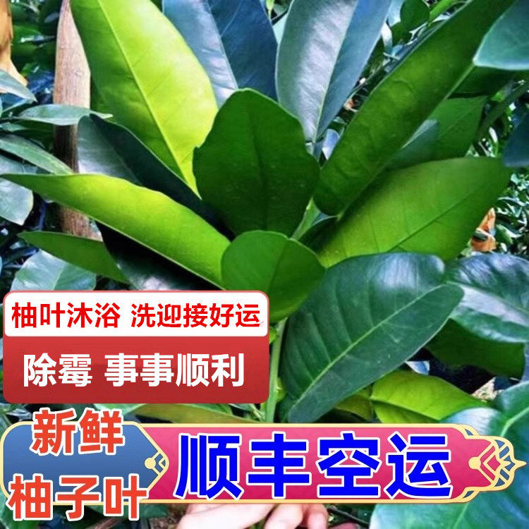 顺丰空运柚子叶去霉气转运祈福
