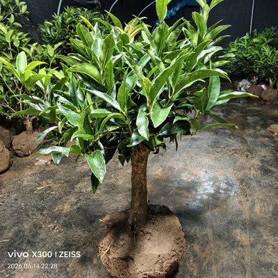 丹桂金桂四季桂花树盆栽开花香好养活【一物一拍不带盆土球发货】