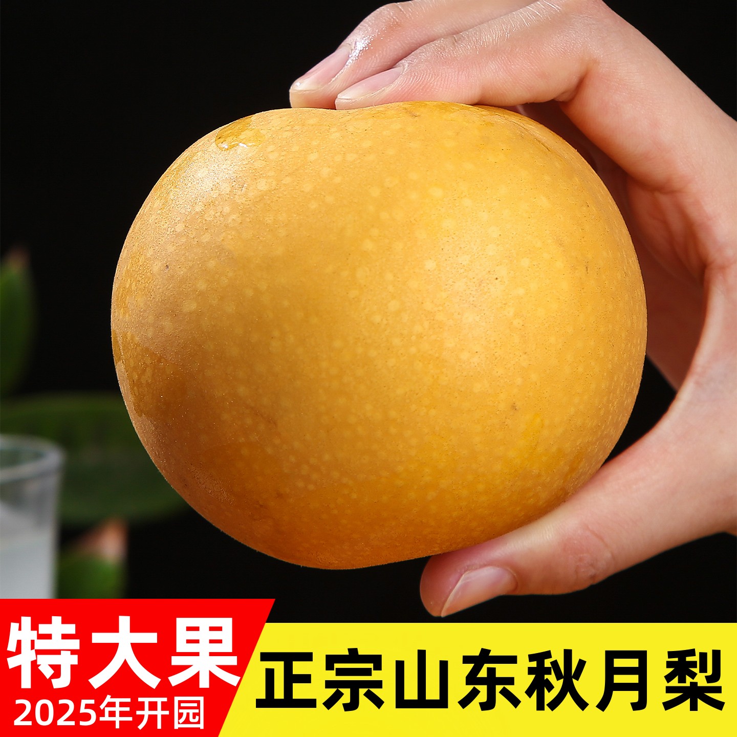 2025年正宗山东秋月梨特甜无渣