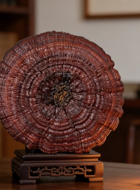 70-79厘米整枝灵芝禅意摆件佳品