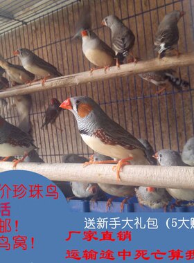鸟活体宠物斑纹鹦鹉包邮
