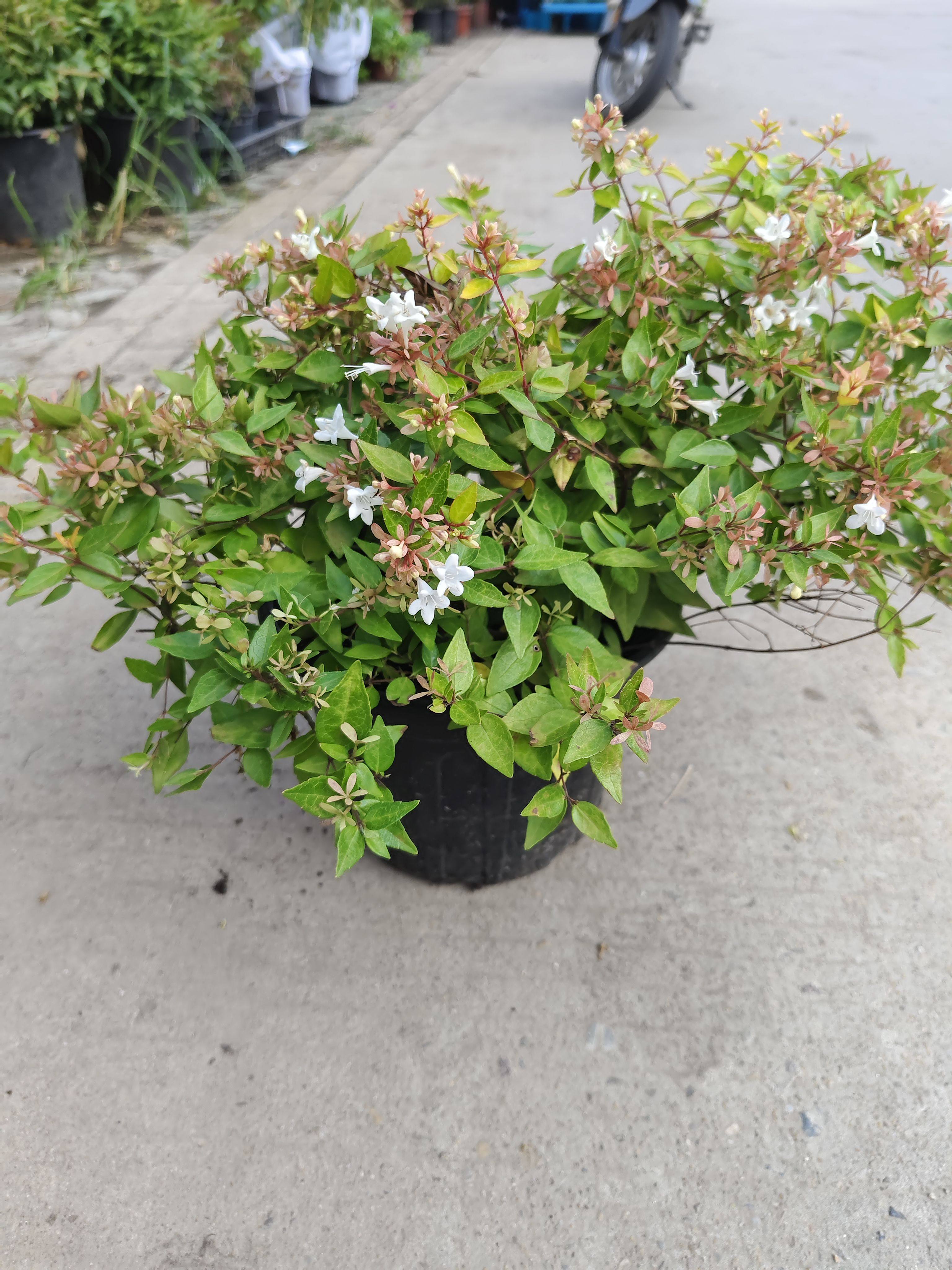 六道木盆栽花镜植物多年生矮生小灌木耐热耐寒绿化室外庭院阳台花