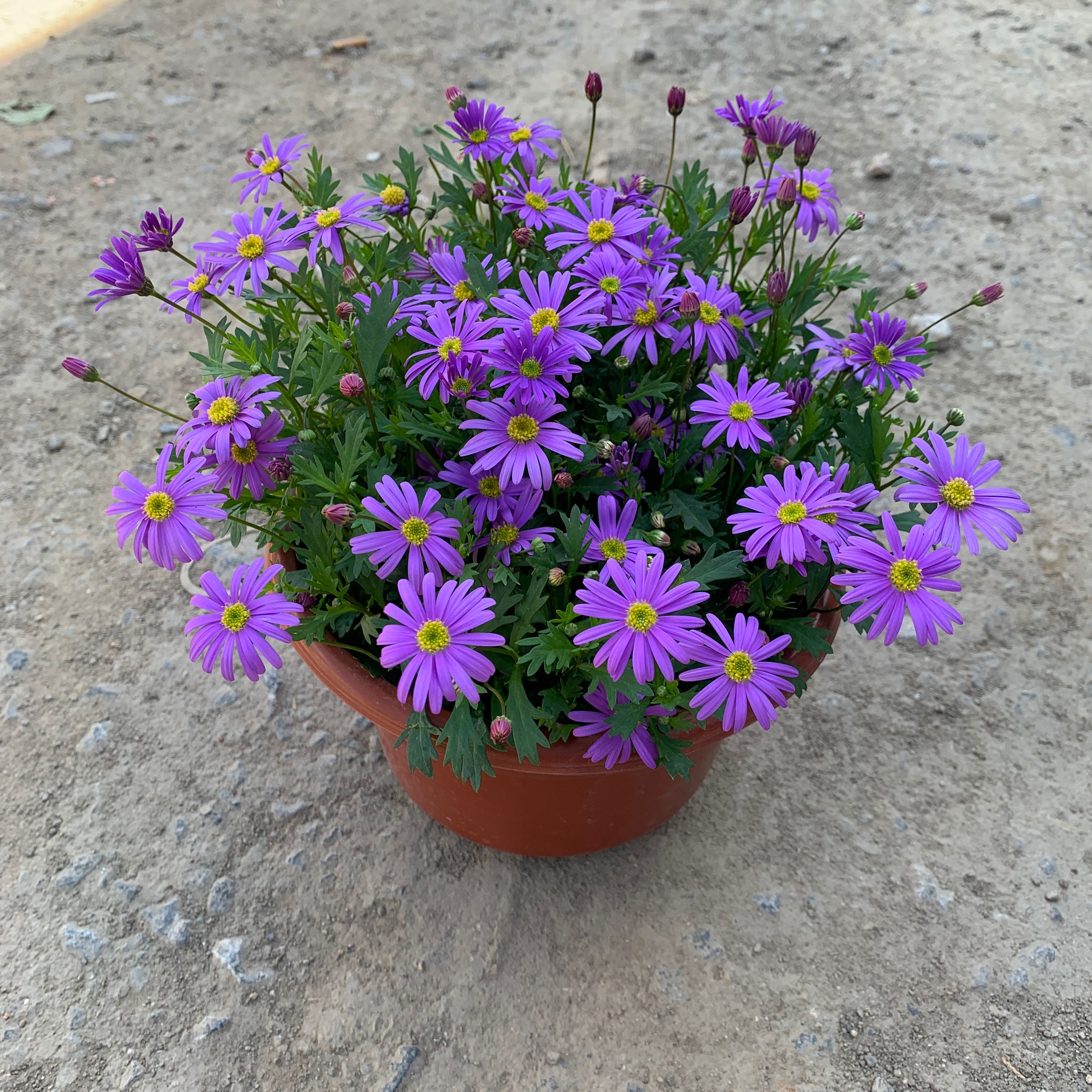 姬小菊盆栽花苗带花苞四季开花不断多年生菊花苗室内阳台植物花卉