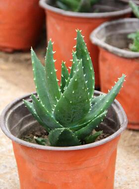 多肉 白夜城 芦荟盆栽水培植物室内绿植办公室盆栽绿色植物盆景