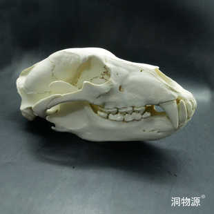【洞物源】 棕熊藏马熊头骨科教骨骼标本模型手办静态摆件动物