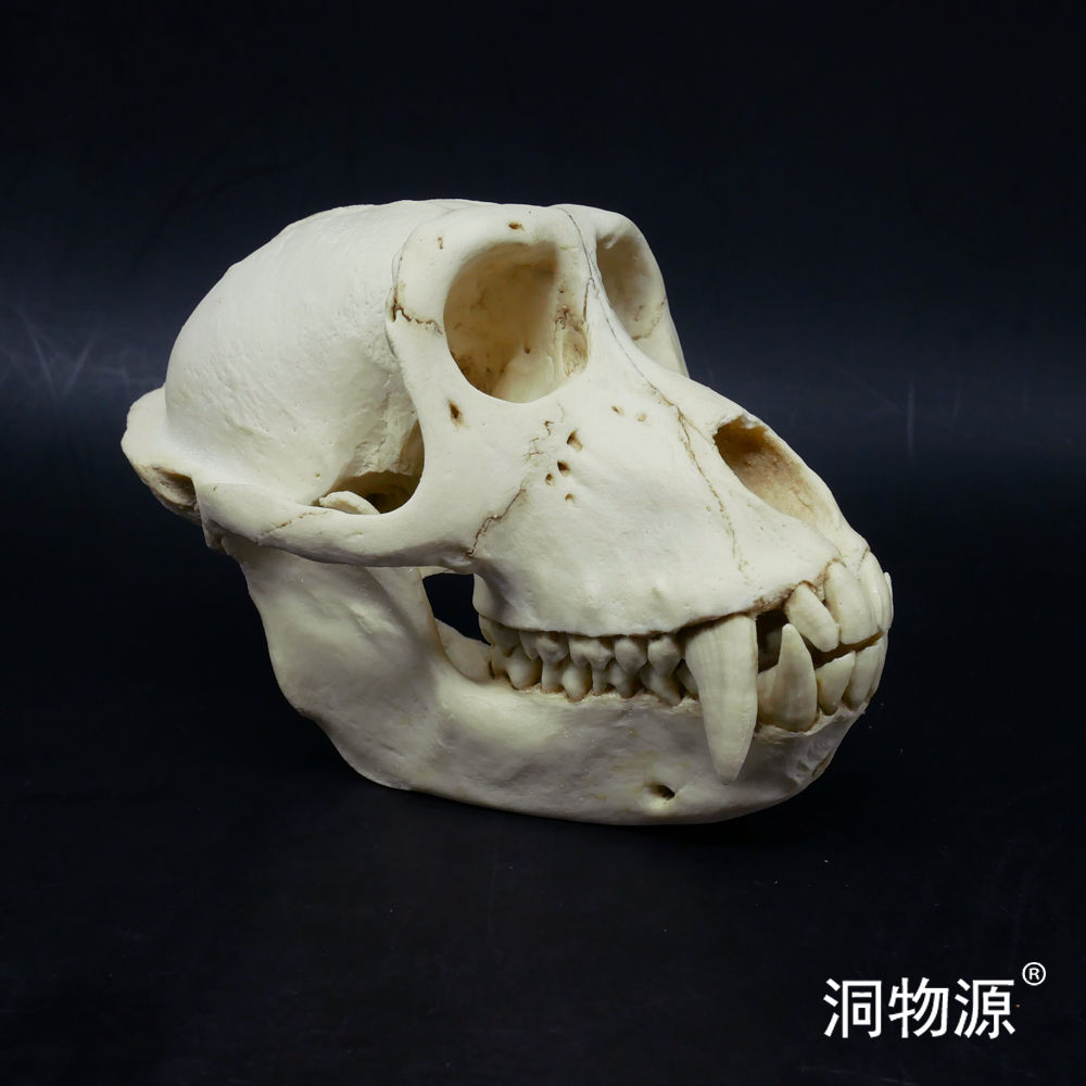 洞物源短尾猴头骨模型细节佳