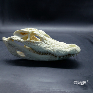 【洞物源】杨子鳄鱼树脂头骨短吻鳄科教标本模型手办雕像素描 1:1