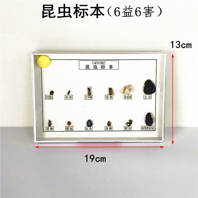 昆虫标本 6益6害 J43150 生物标本 生物实验器材 中学教学仪器