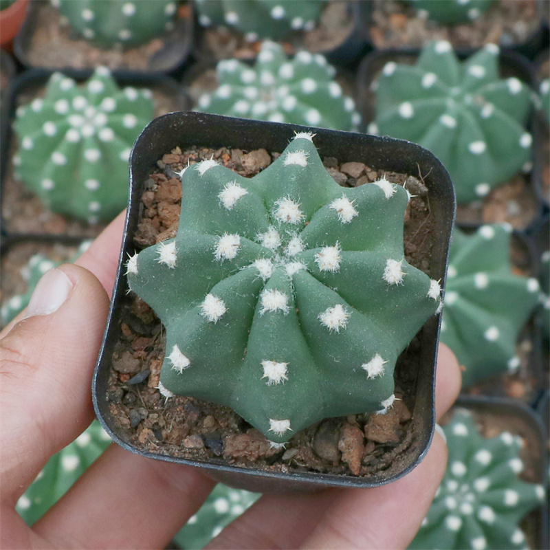 优选玉仙人球千波万波稀有品种A开花仙人掌科植物多肉盆栽室内.