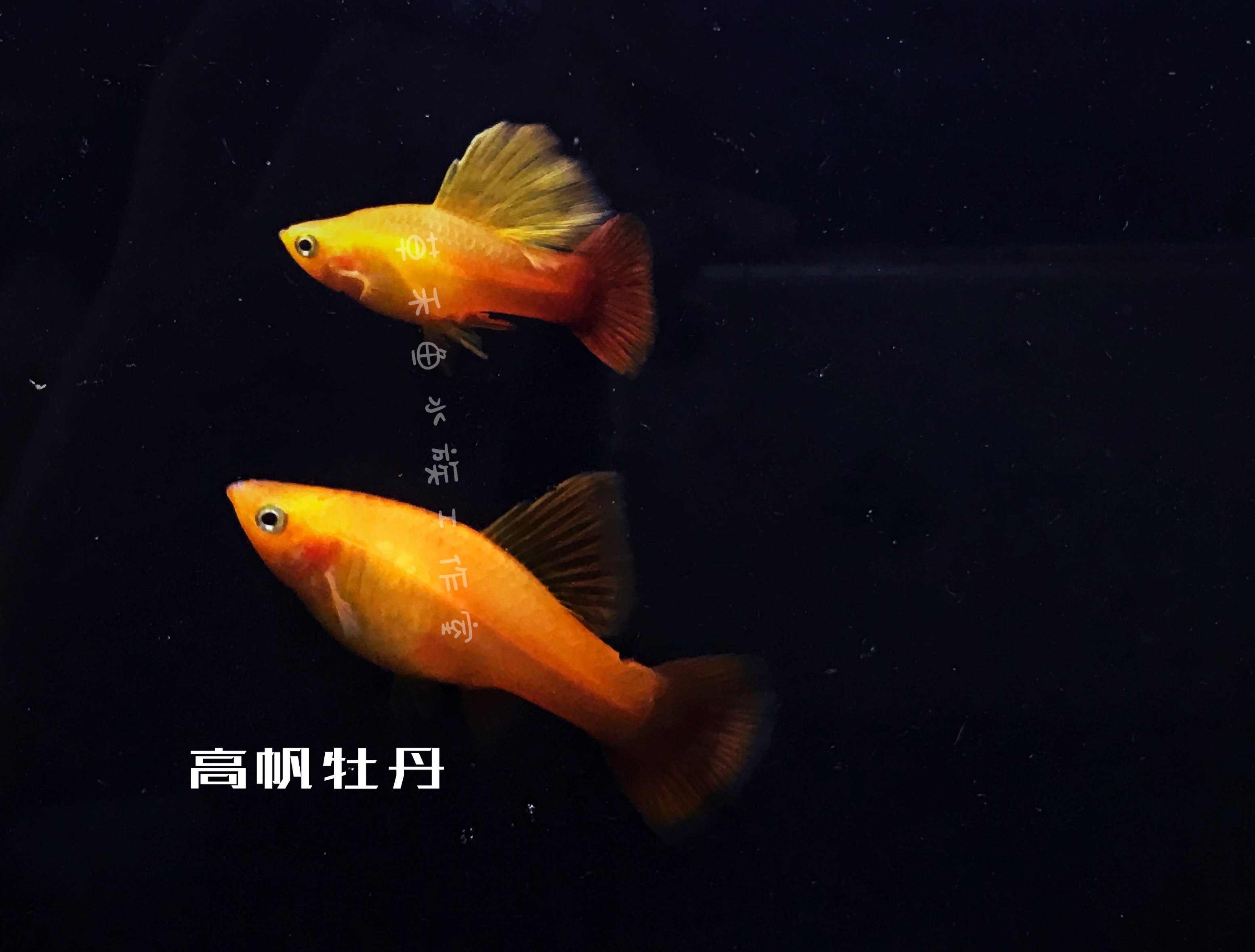 高帆金牡丹鱼卵胎生鱼生鱼宝宝水草缸热带淡水观赏鱼
