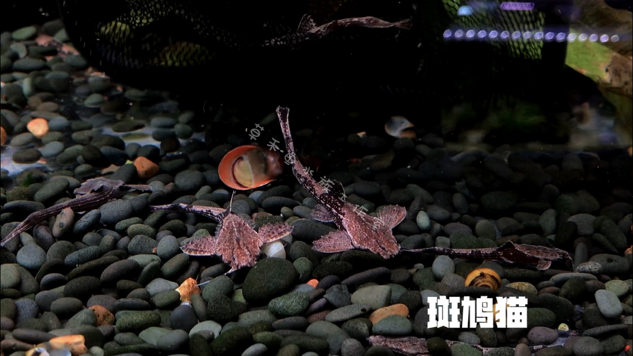 斑鸠猫鱼 翻砂鱼 小型鲶鱼底栖 热带淡水观赏鱼