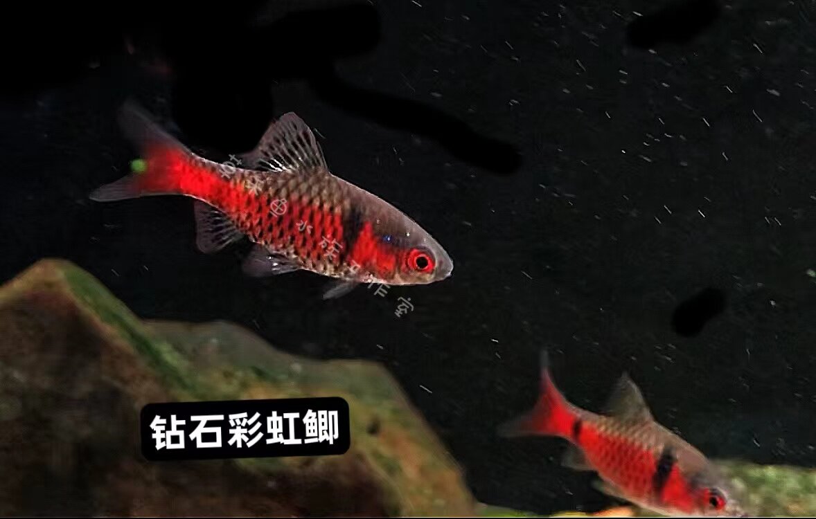钻石彩虹鲫鱼泰国湄公河原生淡水冷水鱼耐寒练手鱼原生缸