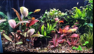 草禾鱼DIY 红虎斑睡莲 火烈鸟温蒂椒草 极乐鸟红宝石 前中景红草