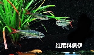 红尾科佩伊翠绿灯南美灯鱼草缸群游观赏鱼活体中层鱼