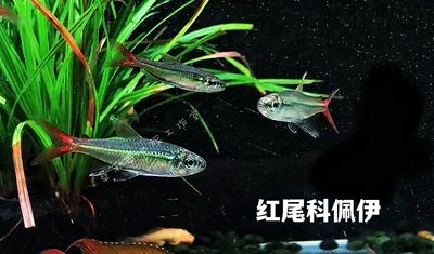 红尾科佩伊翠绿南美灯鱼活体