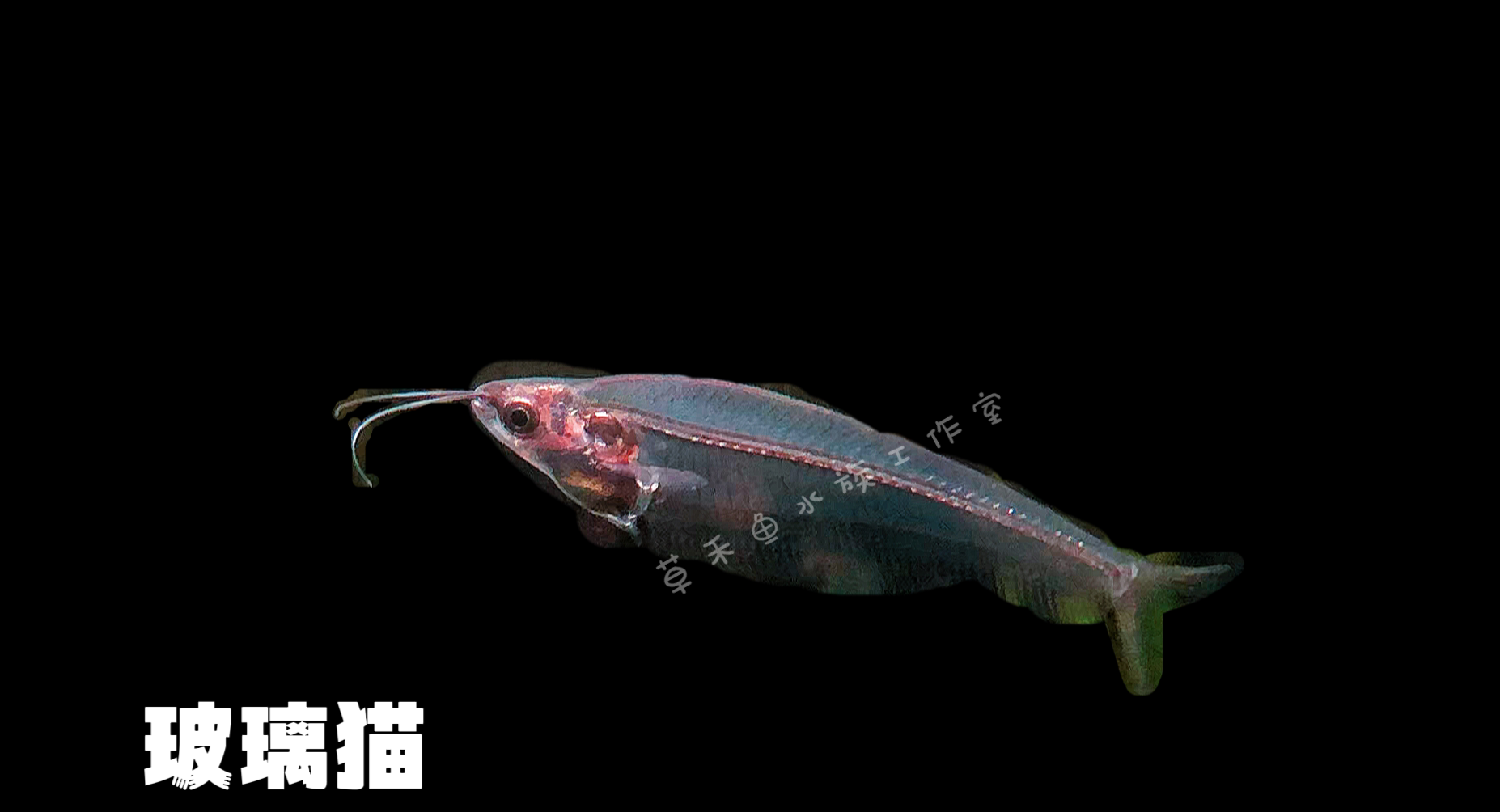 玻璃猫鱼 水草缸群游透明鱼 双鱼
