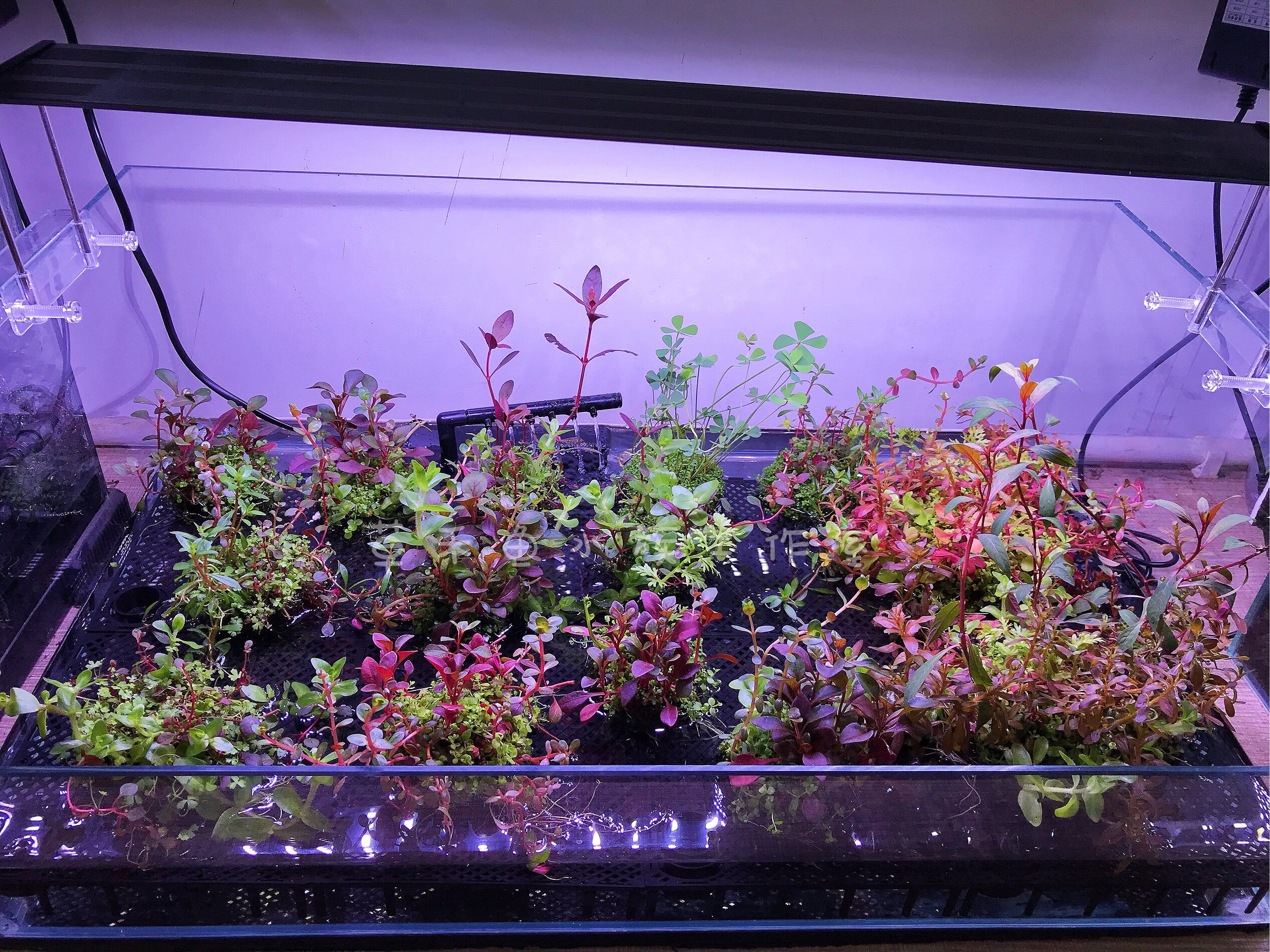 草禾鱼佗草缸坨草懒人水草快速转水成景水草缸阳性草缸综合水草