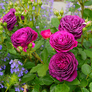 海潮之声月季花苗阳台花卉多季开花浓香大花浓香勤花玫瑰盆栽