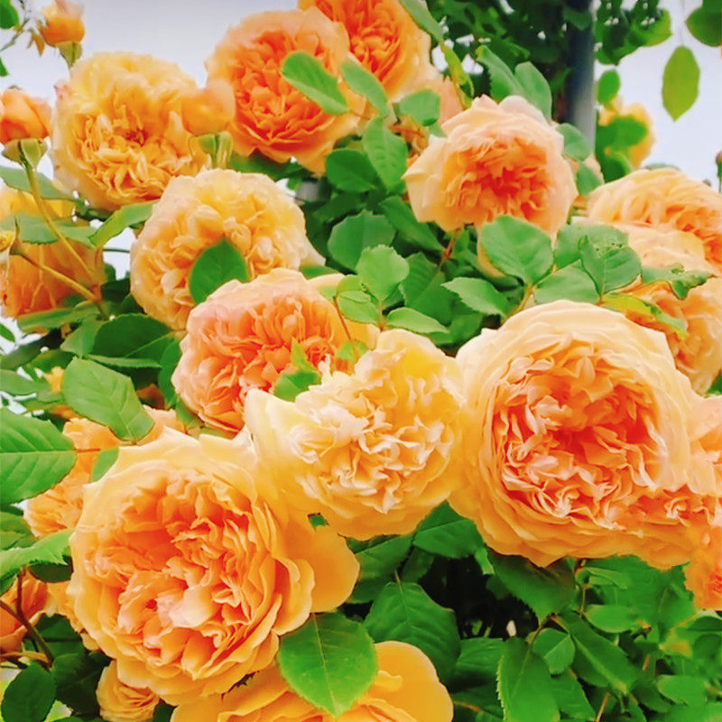 玛格丽特王妃藤本月季花苗盆栽庭院阳台四季开蔷薇爬藤花卉植物,鲜花速递/花卉仿真/绿植园艺,月季/蔷薇/玫瑰,淘宝优惠券,粉丝福利购,淘宝优惠卷