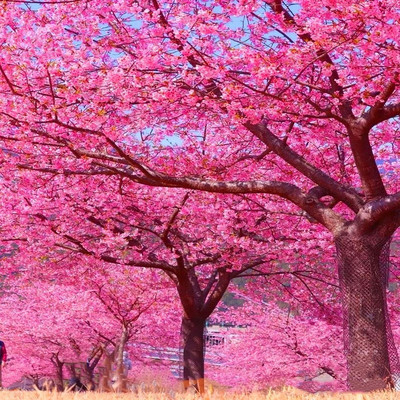 树苗南北方种植日本晚樱地栽四季常青开花庭院绿化花苗工程苗