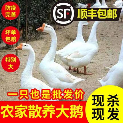 【顺丰包邮】农家现杀雁鹅肉散养白条新鲜商用大鹅整只土鹅一整箱