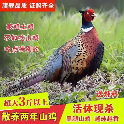 【顺丰包邮】农家散养老母鸡土鸡七彩山鸡散养土鸡正宗成年山鸡