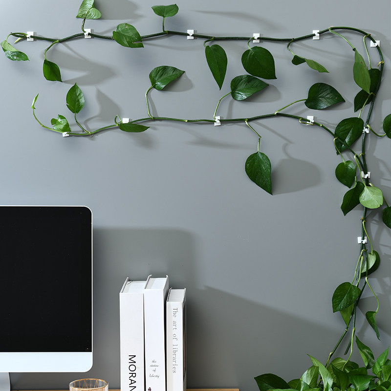 绿萝固定器爬墙神器爬上夹子墙面藤蔓植物爬藤挂钩花的墙上卡扣夹