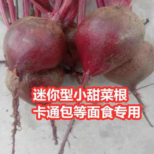 新鲜甜菜根卡通包专用农家自种