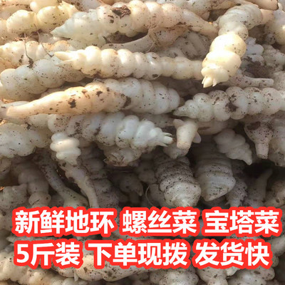 螺丝菜宝塔菜地环地牯牛新鲜蔬菜