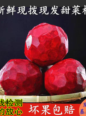 2025年新鲜红甜菜根现拔红菜头紫菜头红甜菜头酵素五斤农残合格