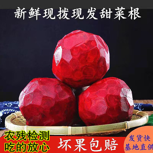 2025年甜菜根新鲜现拔红菜头