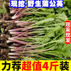 现挖蒲公英整颗纯天然菜婆婆丁